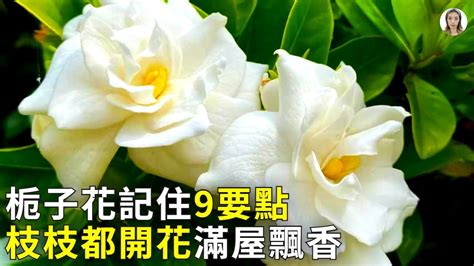 梔子花|梔子花這樣養，先長大花苞，枝枝開滿花